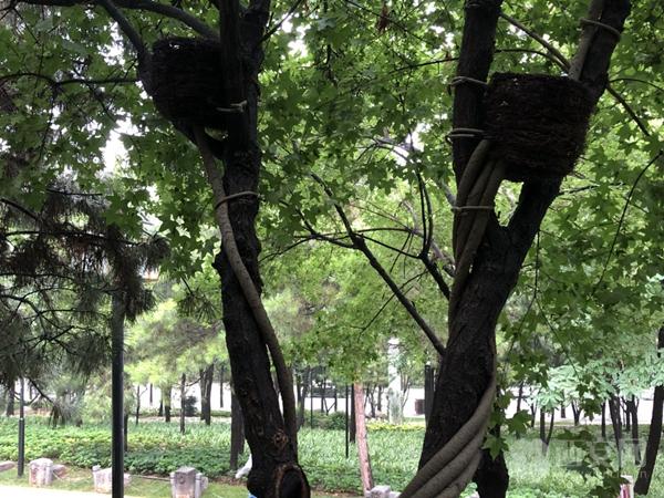 官宣“鳥巢”美化了南(nán)湖也點亮曲江顔值